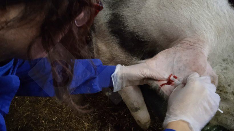 Photo 3. Sampling by swab from&nbsp;the auricular vein.
